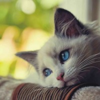 Avatar của Trần Thị Mai
